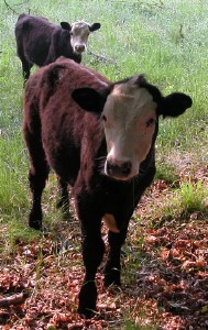 Cows