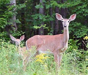 deer