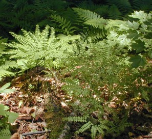 maidenhair